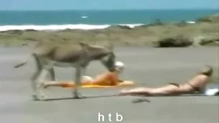 Mamo mandalo ny tavoahangy