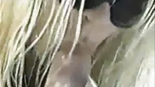 Tsirinaina manerana ny tavany