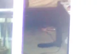 69 toerana sy firaisana ara-nofo miaraka amin'ny brunette petite